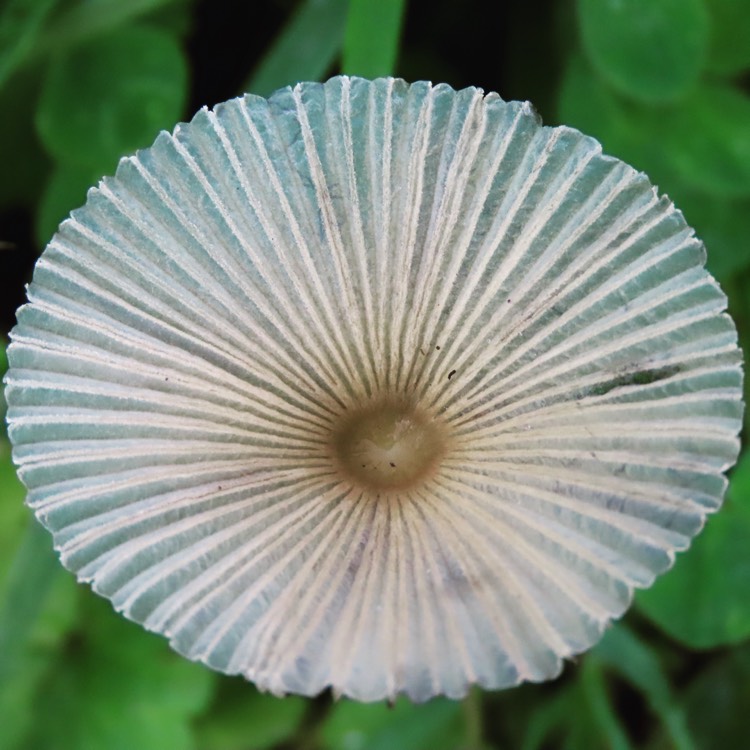 Plant image Marasmius capillaris