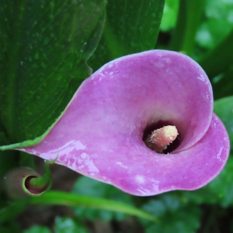 Plant image Zantedeschia pentlandii