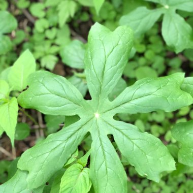 Syngonium podophyllum