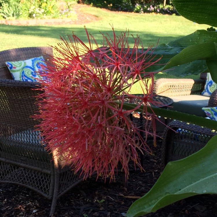 Plant image Scadoxus multiflorus subsp. katherinae