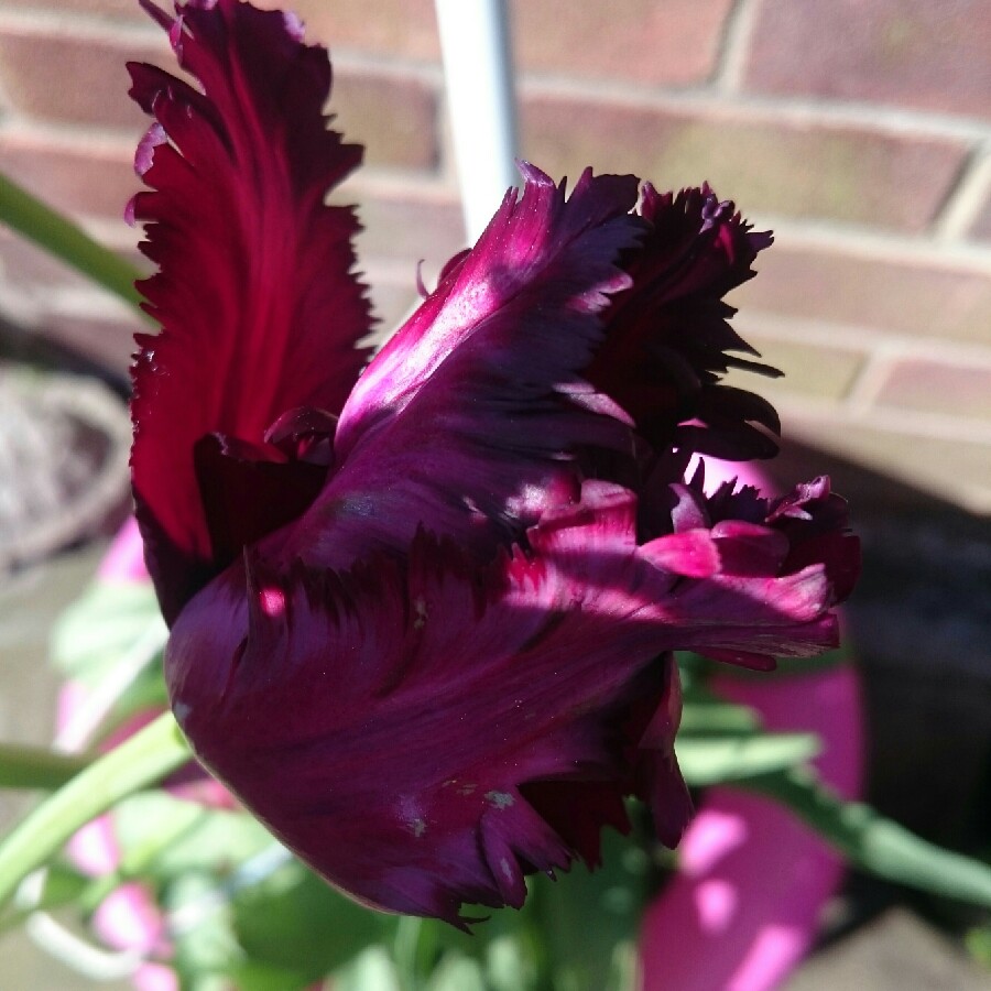 Tulip 'Black Parrot' (Parrot)