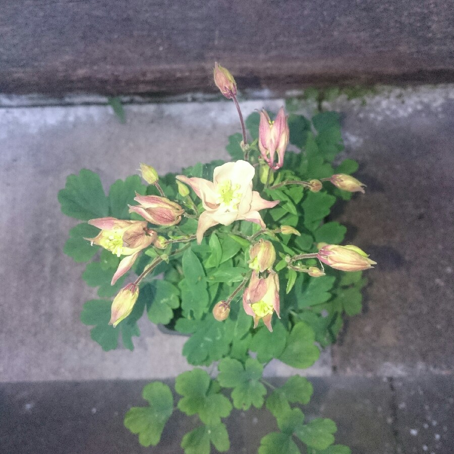 Columbine 'Swan Blue and White'