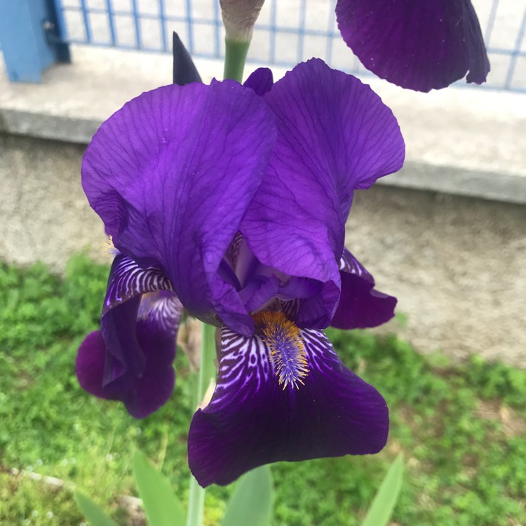 Plant image Iris x germanica 'Stepping Out'