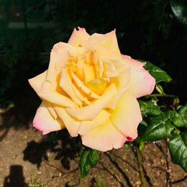 Rose (Hybrid Tea)