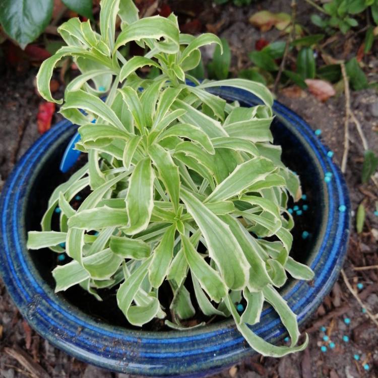 Plant image Erysimum 'Stars and Stripes'