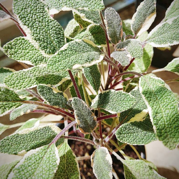 Plant image Salvia officinalis 'Tricolor'