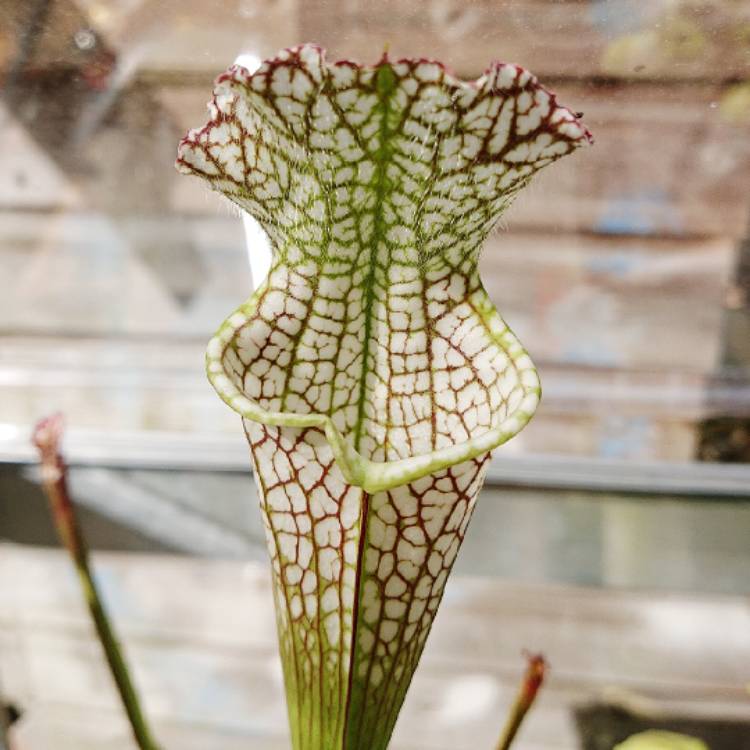 Plant image Sarracenia Leucophylla