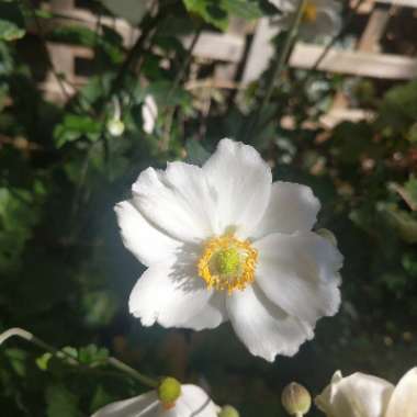 Japanese Anemone 'Honorine Jobert'