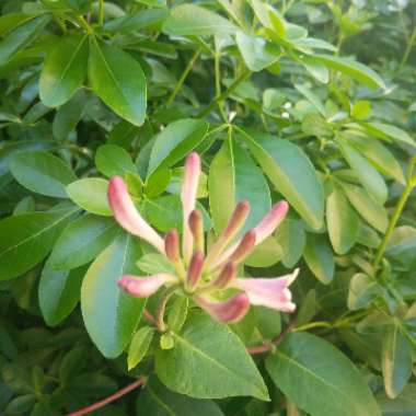 Honeysuckle