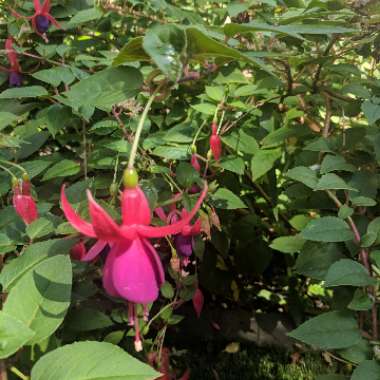 Fuchsia 'Aretillo'