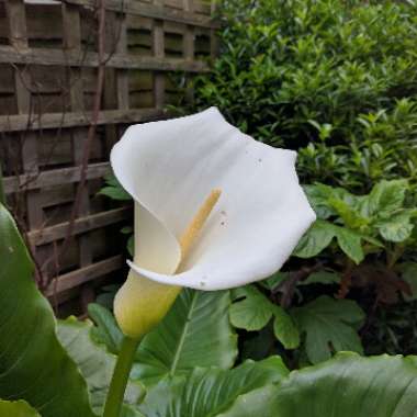 Arum Lily 'Crowborough'