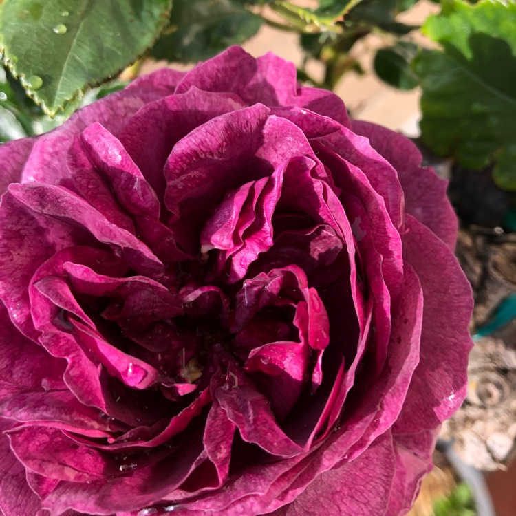 Plant image Rosa 'Ebb Tide'