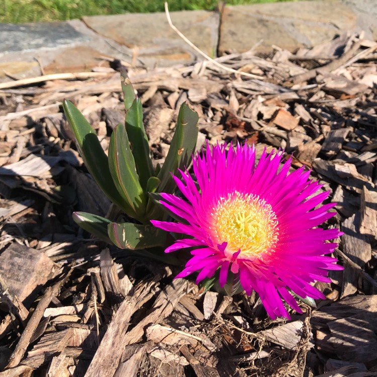 Plant image Carpobrotus glaucescens