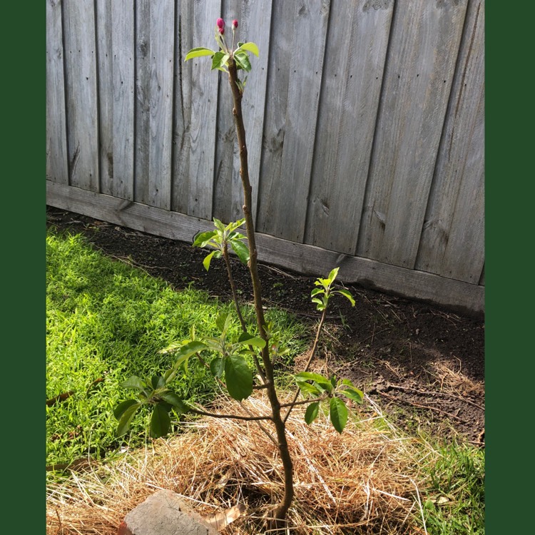 Plant image Malus domestica 'Plfog99' syn. Malus domestica 'Pinkabelle'