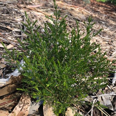 Boronia megastigma