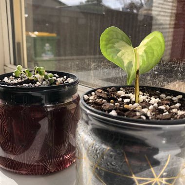 Epipremnum aureum 'Manjula' syn. Epipremnum aureum 'Happy Leaf'