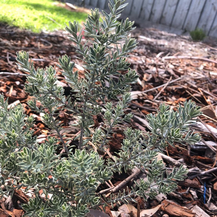 Plant image Westringia fruticosa