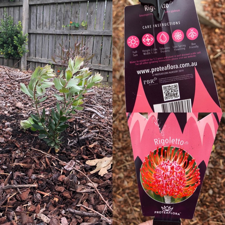 Plant image Leucospermum cordifolium x glabrum 'Allegro'