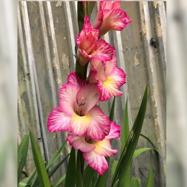 Gladiolus 'Priscilla'