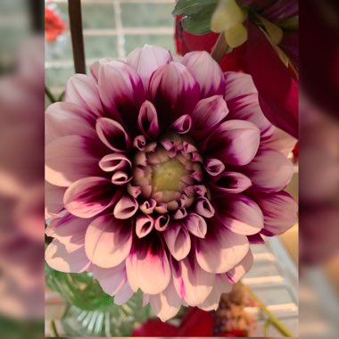 Dahlia