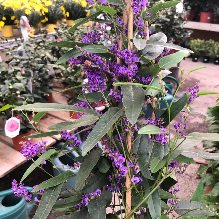 Plant image Hardenbergia violacea 'Happy Wanderer'