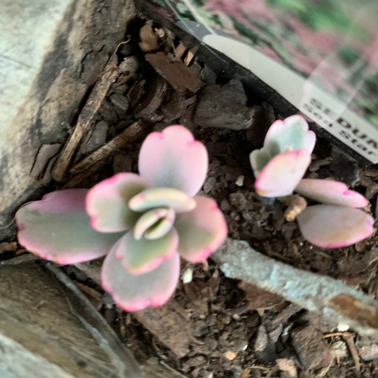 Plant image Sedum Pallidum