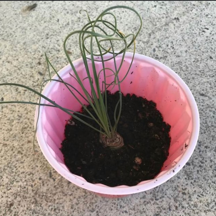 Plant image Albuca Spiralis 