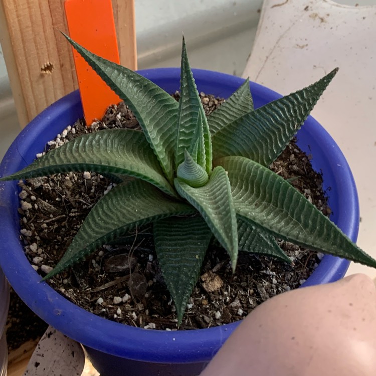 Plant image Haworthiopsis Limifolia