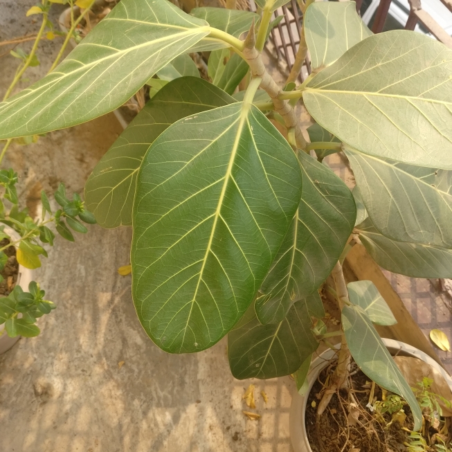 Plant image Ficus benghalensis