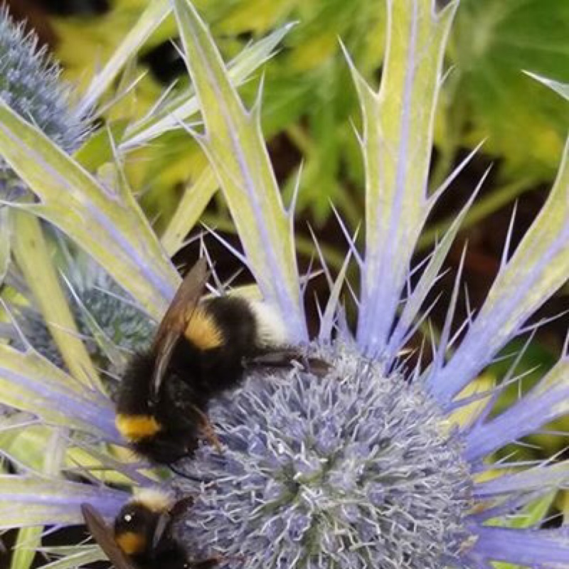 Eryngium x zabelii 'Neptune's Gold'