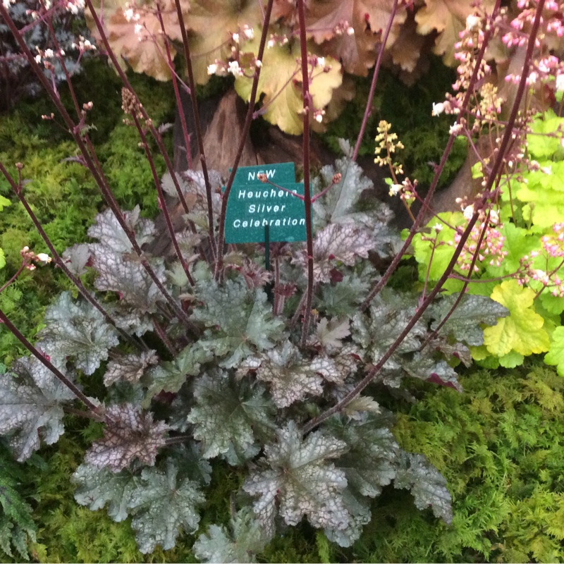 Plant image Heuchera 'Silver Celebration'