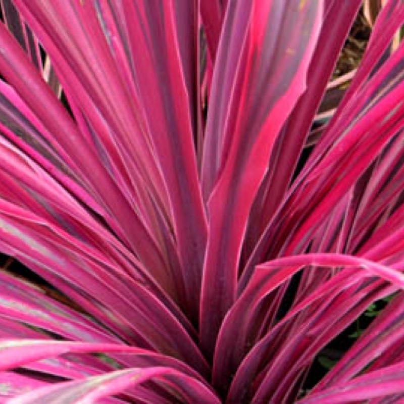 Cordyline australis 'Pink Passion'