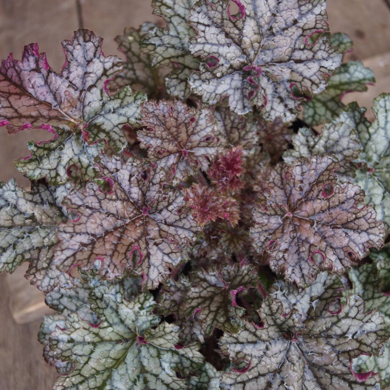 Plant image Heuchera 'Silver Celebration'