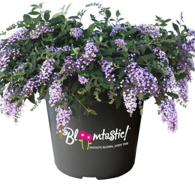 Plant image Buddleja 'Hinebud1' syn. Buddleja 'Dreaming Lavender'