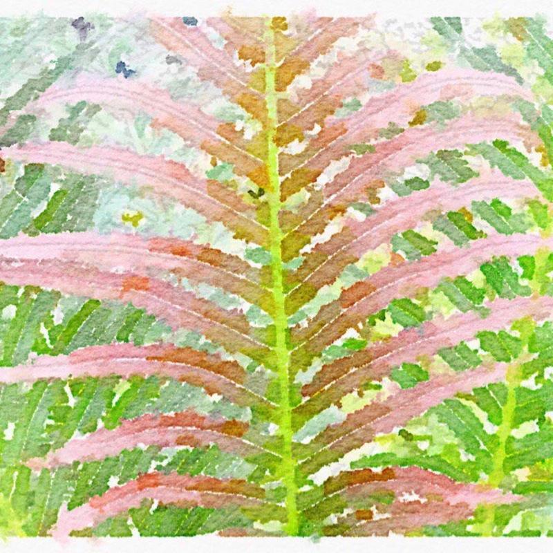 Blechnum brasiliense Volcano