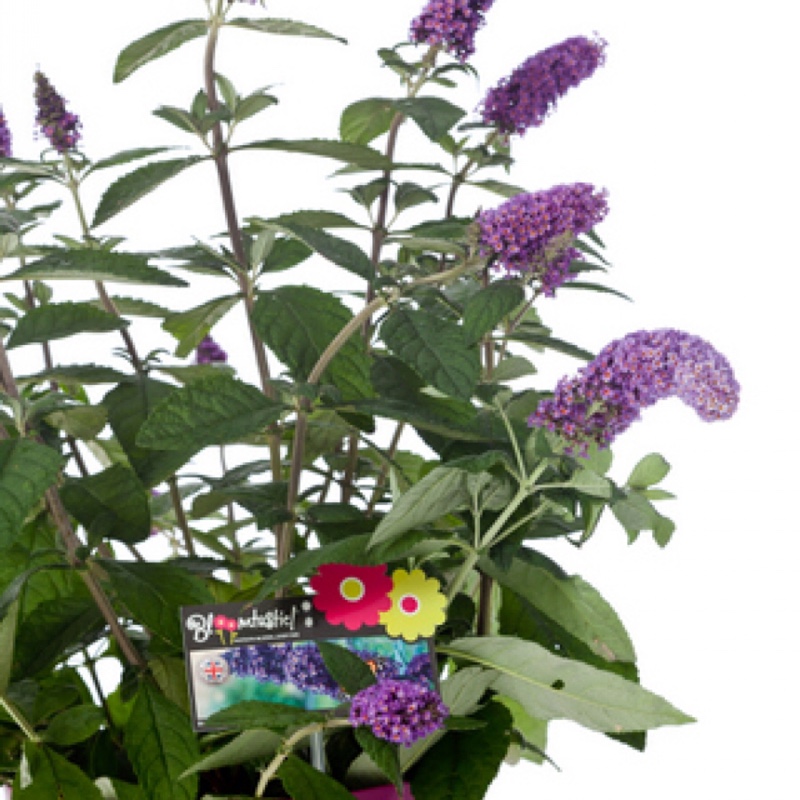 Buddleja 'Hinebud2' syn. Buddleja 'Purple Splendour'