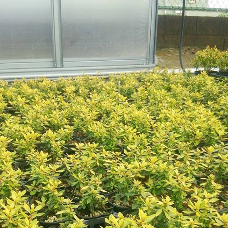 Escallonia 'Golden Carpet'