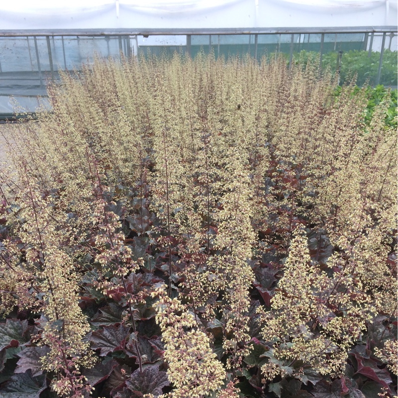 Plant image Heuchera 'Walnut'