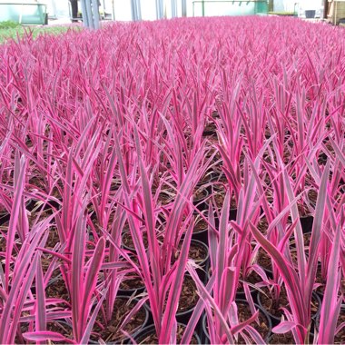 Cordyline australis 'Pink Passion'