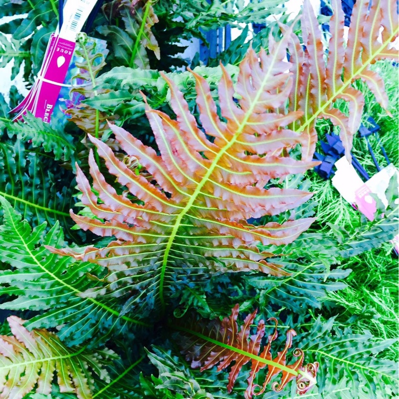 Blechnum brasiliense Volcano