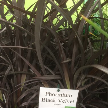 Phormium 'Black Velvet'