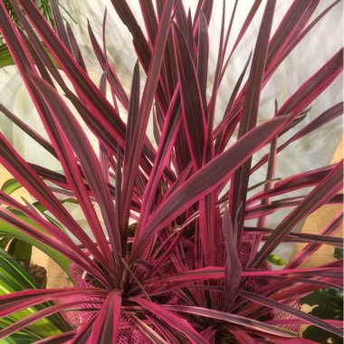 Cordyline australis 'Pink Passion'