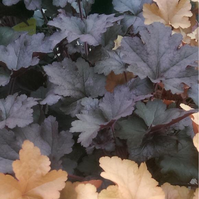 Plant image Heuchera 'Morello'