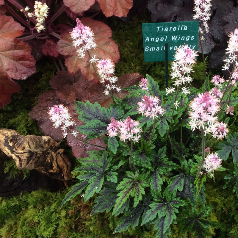 Tiarella 'Angel Wings' (Fox Series)