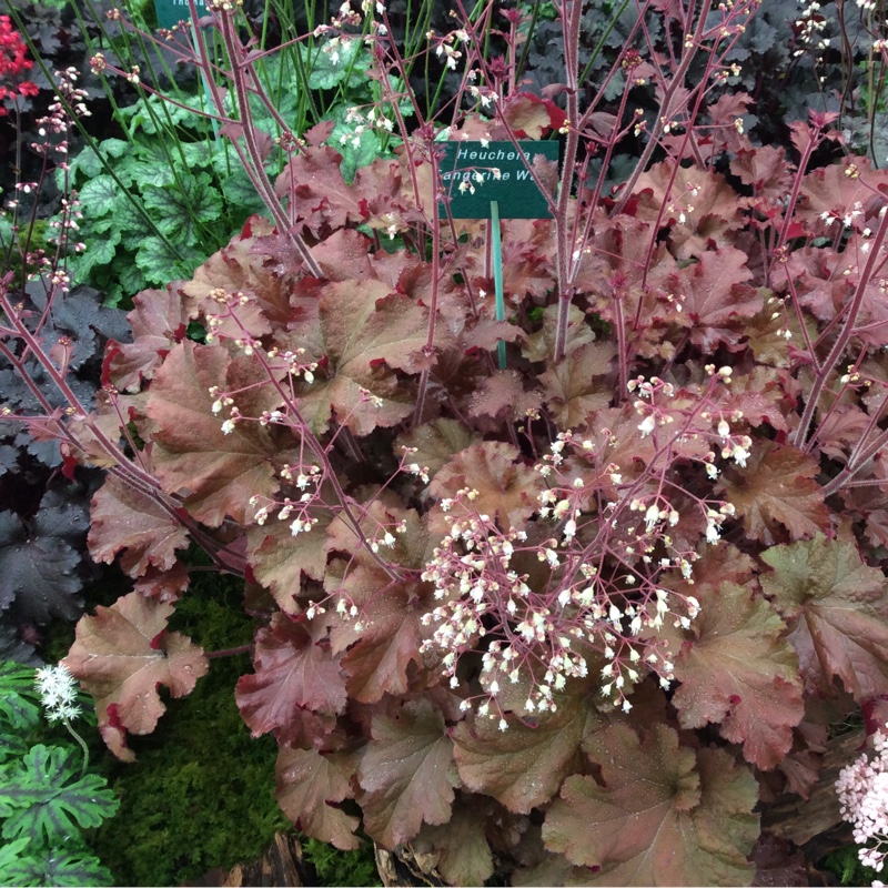 Plant image Heuchera 'Tangerine Wave' (Fox Series)