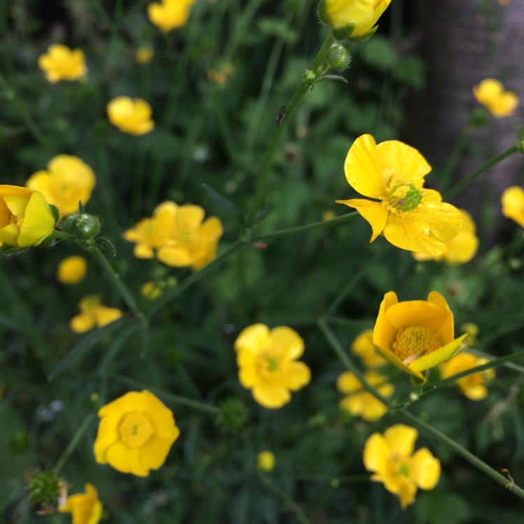 Plant image Ranunculus acris