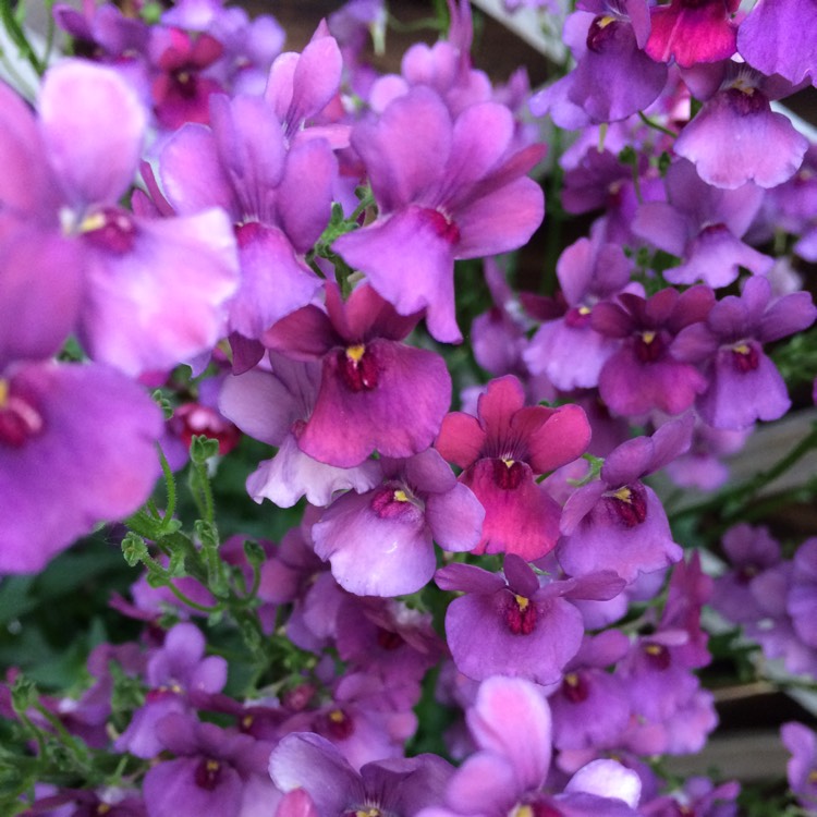 Plant image Nemesia 'Framboise'