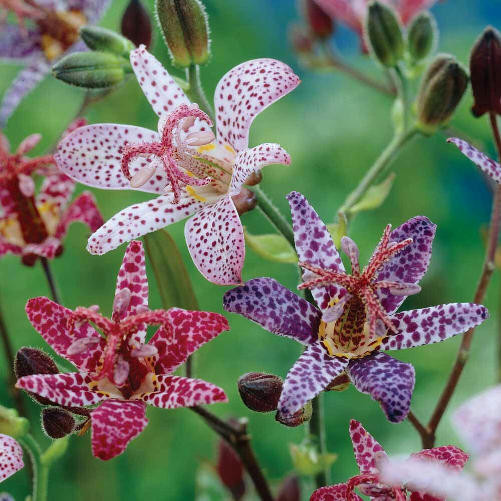 Plant image Tricyrtis formosana 'Pink Freckles'