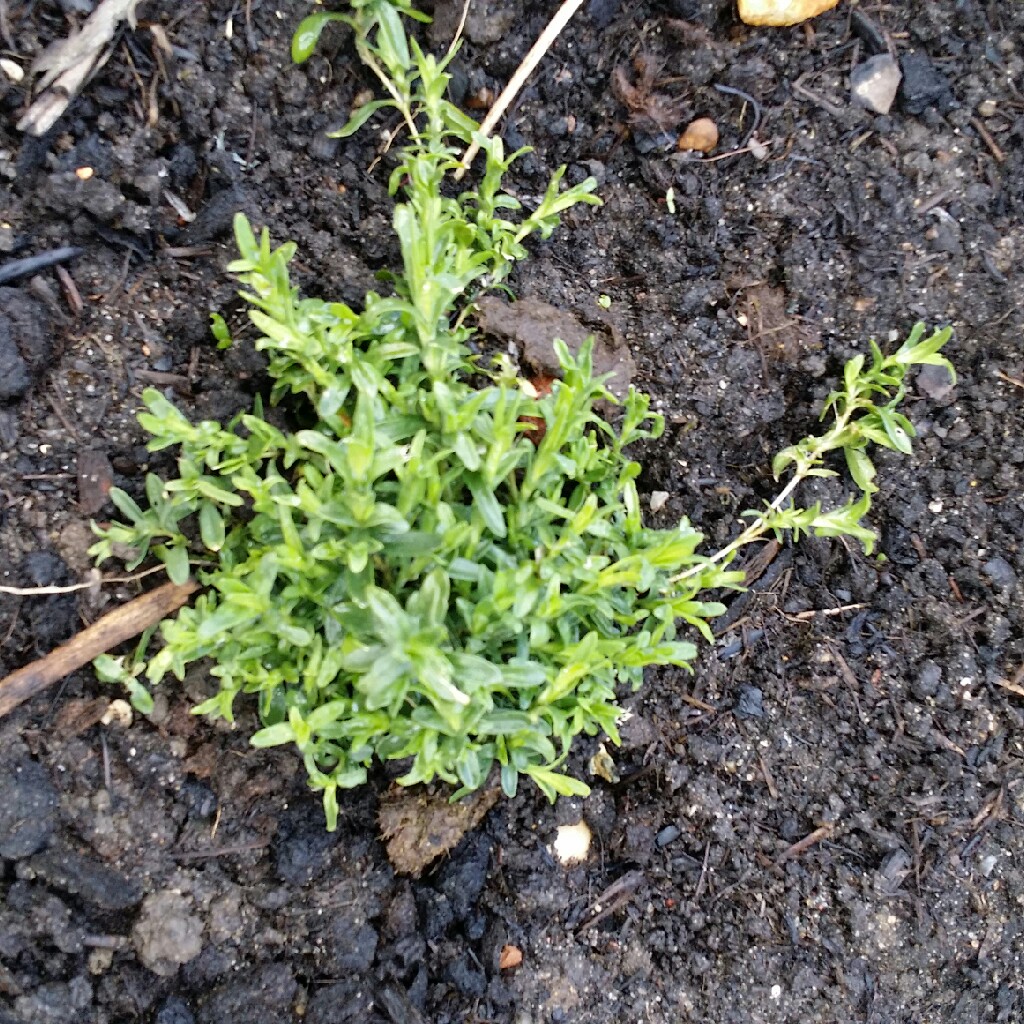 Plant image Dianthus deltoides 'Flashing Lights'