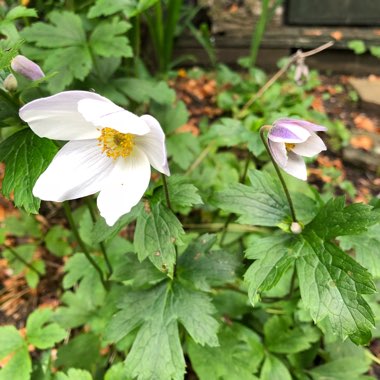 Japanese Anemone